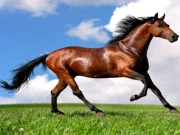 Animals Jigsaw Puzzle Horses Online Puzzle Games on taptohit.com
