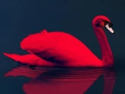 Love Birds Puzzle Online Puzzle Games on taptohit.com