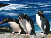 Penguins Slide Online Puzzle Games on taptohit.com