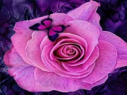 Purple Roses Puzzle Online Puzzle Games on taptohit.com